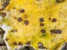 Epithamnolia xanthoriae (licheen parasiet)