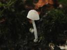 Behaarde suikermycena (plaatjeszwam)