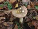 Vissige beukenrussula (plaatjeszwam)