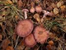 Cortinarius brunneotinctus (plaatjeszwam)