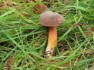 Purperbruine fluweelboleet (boleet)