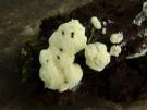 Ijshoningraatje (myxomyceet)