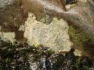 Ionapsis lacustris (licheen)