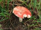 Geelvlekkende russula (plaatjeszwam)