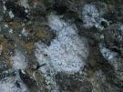 Sparria endlicheri (licheen)