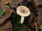 Geraniumrussula (plaatjeszwam)