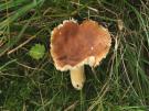 Wezelrussula (plaatjeszwam)
