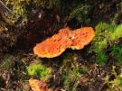 Oranje sparrenhoutzwam (hout)