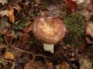 Glanzende russula (plaatjeszwam)