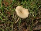 Clitocybe subspadicea (plaatjeszwam)