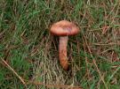 Koperrode spijkerzwam (plaatjeszwam)