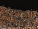 Chaenothecopsis nigra (licheen)