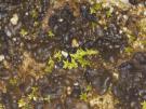 Didymelopsis pulposi (licheen)
