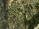 Rhizocarpon viridiatrum (licheen)