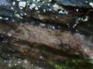 Opegrapha lithyrga (licheen)
