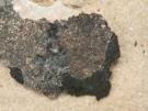 Clauzadea monticola (licheen)