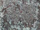 Lecanora swartzii (licheen)