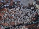 Umbilicaria grisea (licheen)