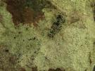 Opegrapha hochstetteri (licheen parasiet)