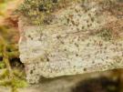 Gyalidiopsis helvetica (licheen)