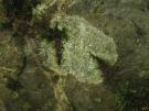 Porpidia hydrophila (licheen)