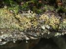 Arthrorhaphis grisea (licheen parasiet)