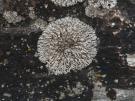 Lobothallia melanaspis (licheen)