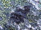 Umbilicaria hyperborea (licheen)