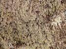 Sphaerophorus fragilis (licheen)