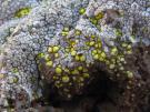 Acarospora lavicola (licheen)