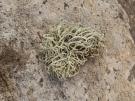 Ramalina pluviariae (licheen)