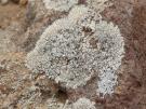 Lobothallia farinosa (licheen)