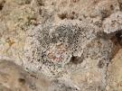 Thelomma mammosum (licheen)