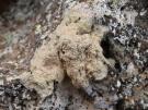 Pertusaria rupicola (licheen)