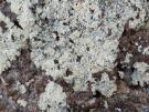 Diploicia subcanescens (licheen)