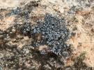 Thalloidima albilabrum (licheen)