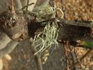 Ramalina huei (licheen)