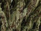 Ramalina hierrensis (licheen)