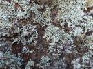Ramalina deminuta (licheen)