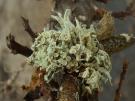 Ramalina pusilla (licheen)