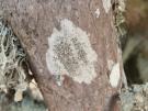 Lecanora rubicunda (licheen)