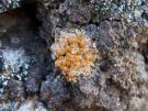 Gyalolechia desertorum (licheen)