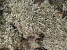Ramalina confertula (licheen)