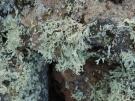 Ramalina erosa (licheen)