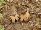 Forse aardster (ascomyceet)