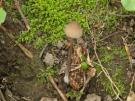 Voorjaars mycena (plaatjeszwam)