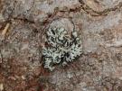 Hypogymnia austerodes (licheen)