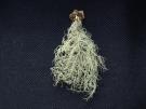 Usnea glabrescens (licheen)