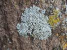 Physcia erumpens (licheen)