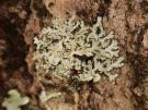Heterodermia galactophilla (licheen)